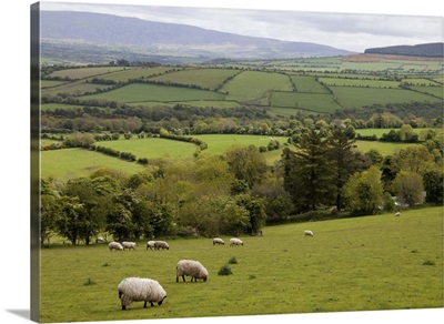 Western Ireland, Dingle Peninsula, broad landscape with a patchwork of green pastures