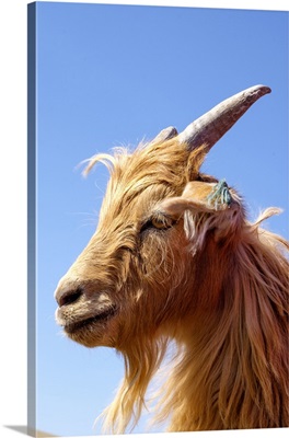 Western Mongolia, Inner Mongolian Cashmere goat