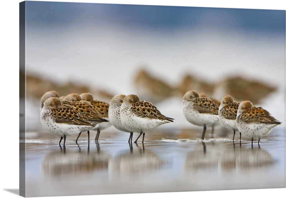 USA, Bottle Beach, Grays Harbor, Washington. Western Sandpipers rest at high tide during spring migration.