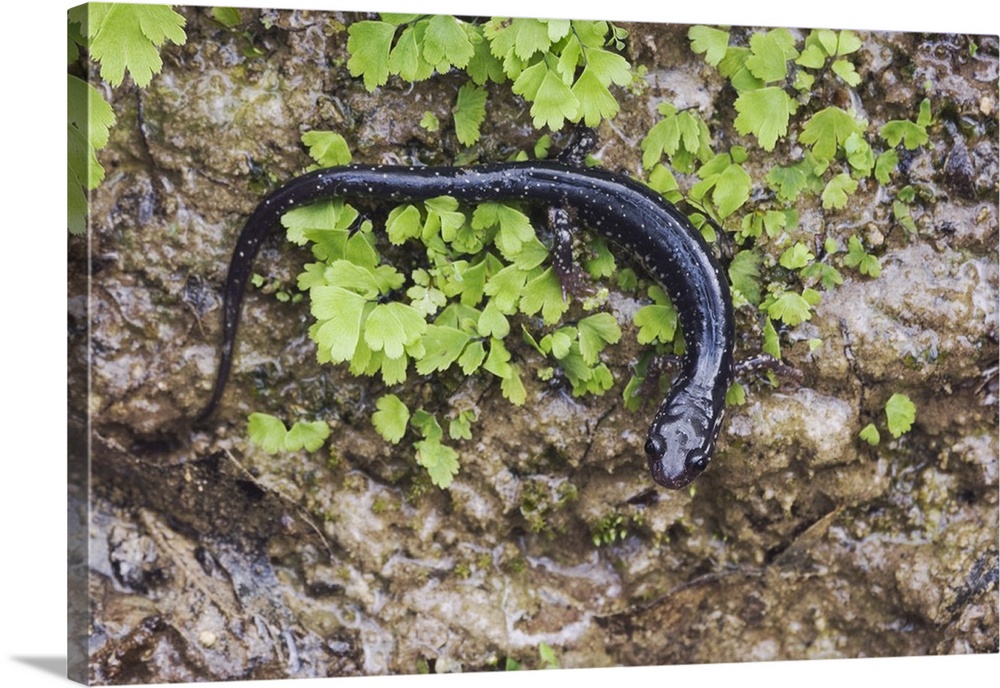 Western Slimy Salamander, Plethodon albagula, adult with fern, Uvalde County, Hill Country, Texas, USA, April 2006