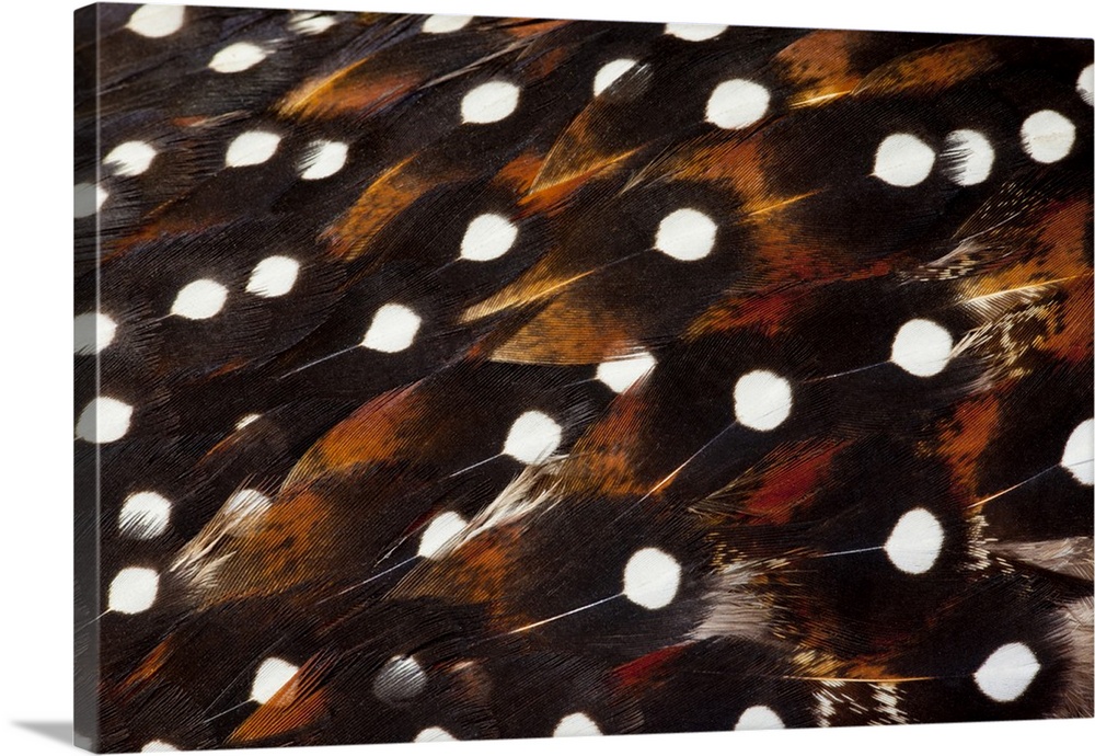 Western Tragopan feather design and pattern.