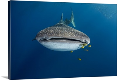 Whale Shark and Golden Trevally, Cenderawasih Bay, West Papua, Indonesia