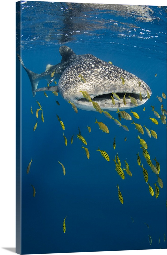 Whale Shark and Golden Trevally, Cenderawasih Bay, West Papua, Indonesia.