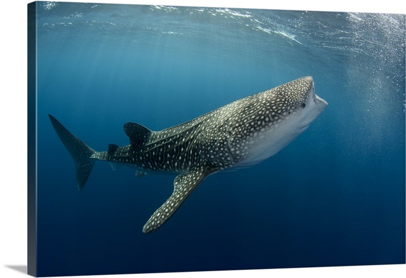 Whale Shark, Cenderawasih Bay, West Papua, Indonesia | Great Big Canvas