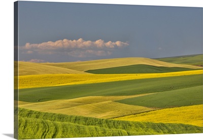 Wheat And Canola Fields Interlaced In Palouse Country Of Eastern Washington