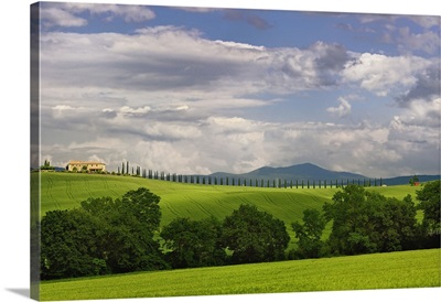 Wheat field and drive lined by stately cypress trees, Tuscany, Italy
