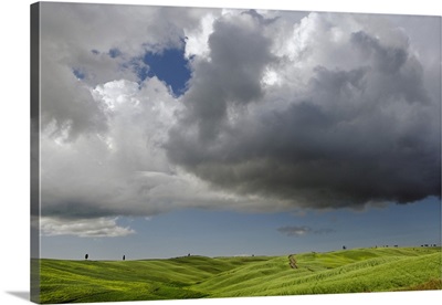 Wheat field in Tuscany region of Italy