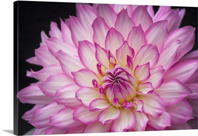 White And Pink Dahlia On Black Background