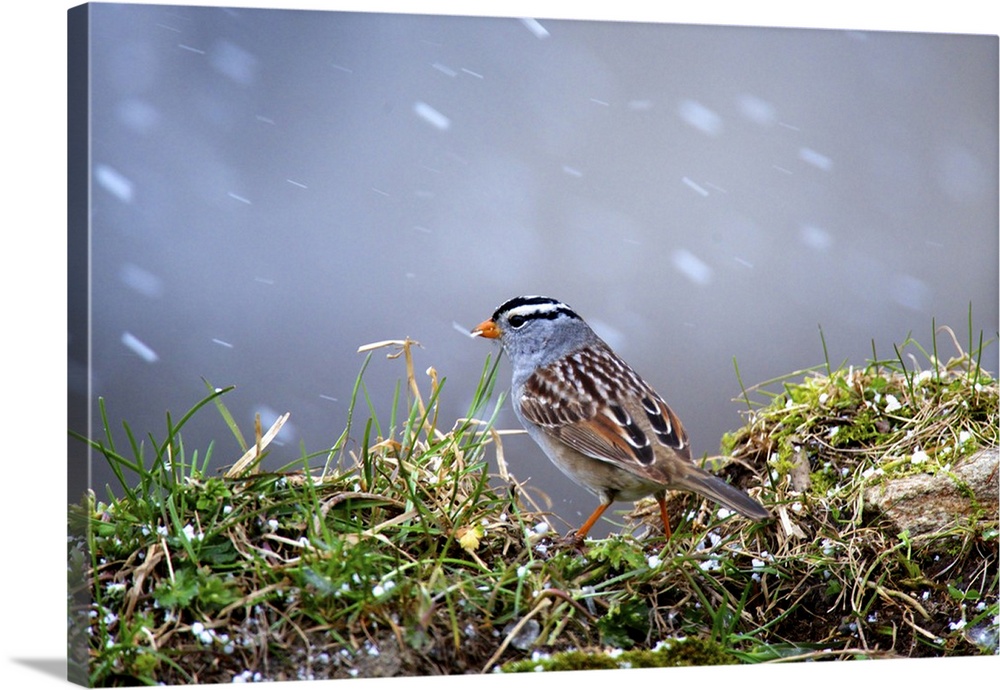 White-Crowned Sparrow, medium-sized sparrow native to North America. Sparrow in a spring snow storm.