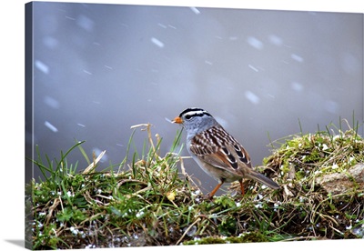 White-Crowned Sparrow in a spring snow storm