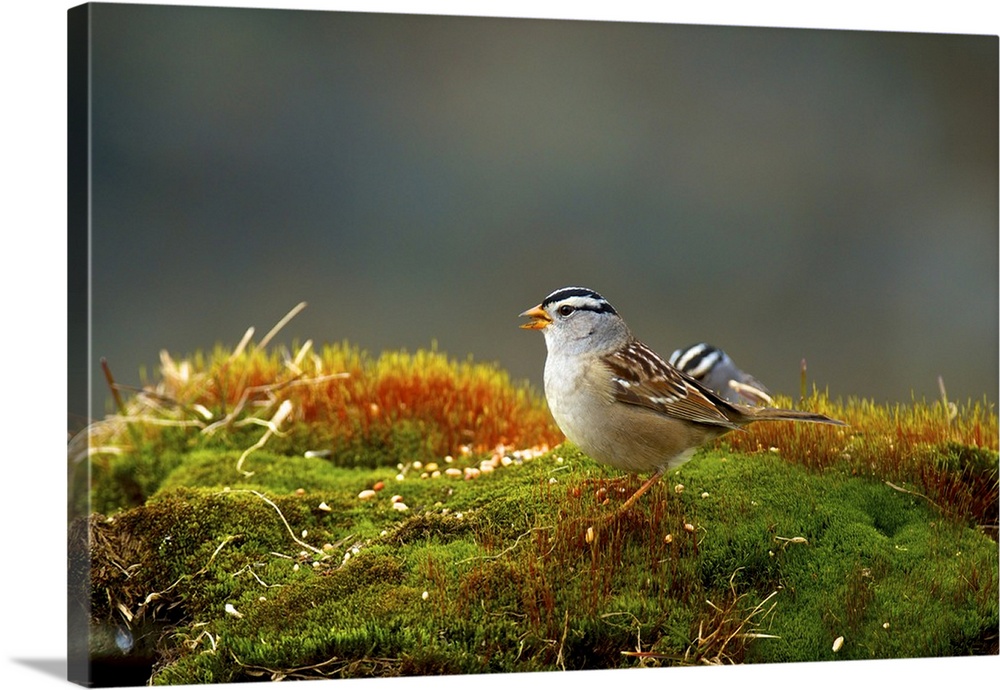 White-crowned sparrow (Zonotrichia leucophrys) is a medium-sized sparrow native to North America.