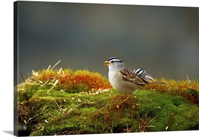 White-crowned sparrow is a medium-sized sparrow native to North America