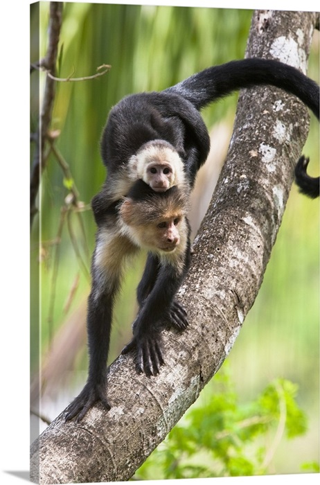 Baby Capuchin monkeys for sale
