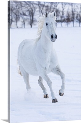 White Horse Running In The Snow, Cowboy Horse Drive On Hideout Ranch, Shell, Wyoming
