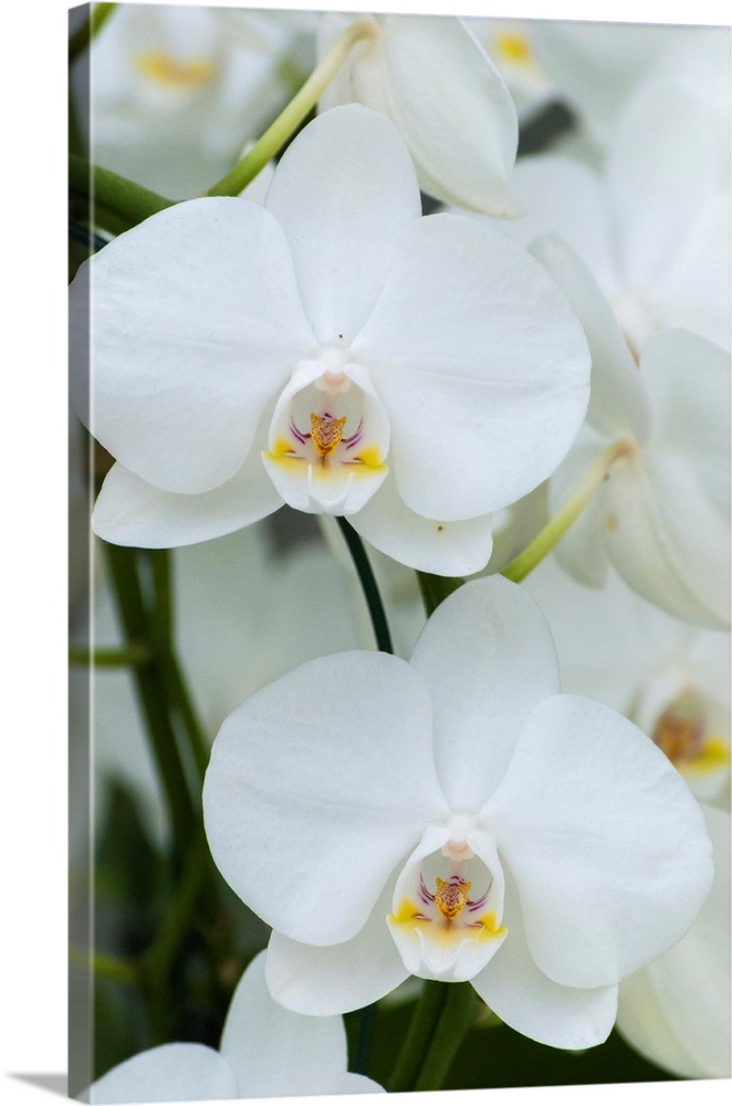 White orchid blooms.