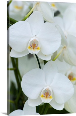 White Orchid Blooms