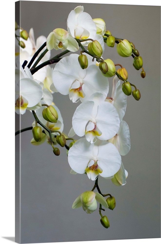White orchid blooms.