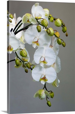 White Orchid Blooms