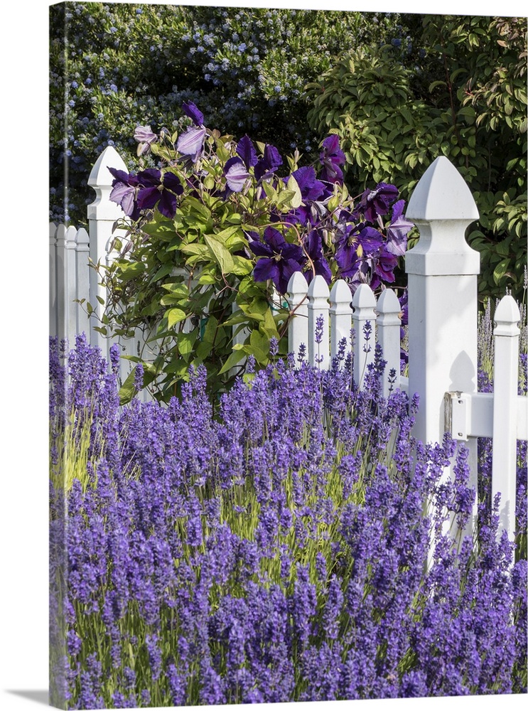 White picket fence with purple lavender and dark purple clematis.