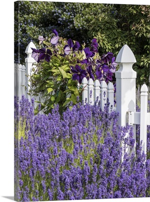 White Picket Fence With Purple Lavender And Dark Purple Clematis