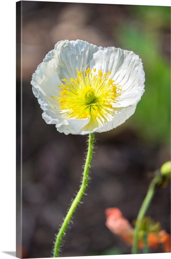 White Poppy, garden, USA