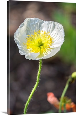 White Poppy, Garden, USA
