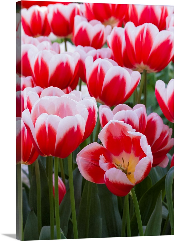 White rimmed red tulips.