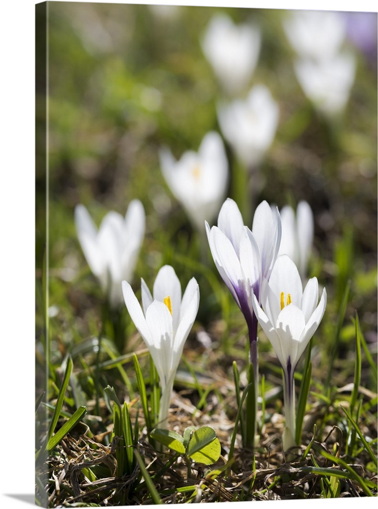 White Spring Crocus in full bloom in the Eastern Alps. Austria, Tyrol.