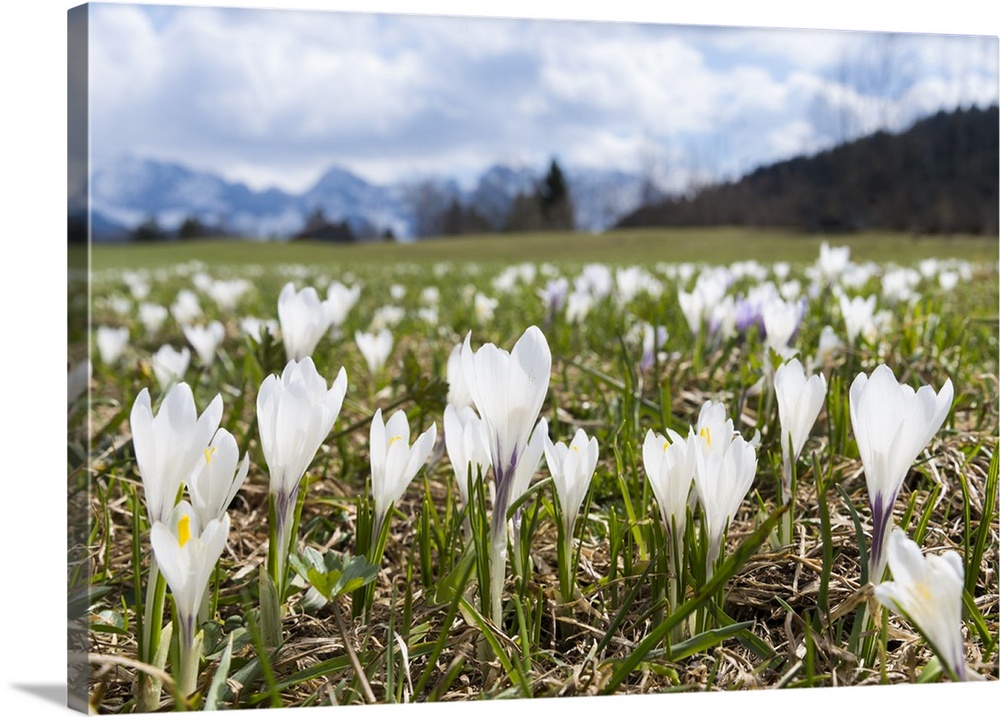 White Spring Crocus (Crocus vernus) in full bloom in the Eastern Alps. Germany, Bavaria.