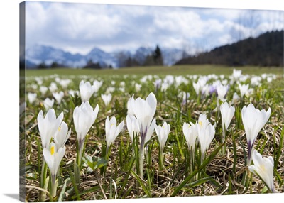 White Spring Crocus in full bloom in the Eastern Alps, Germany, Bavaria