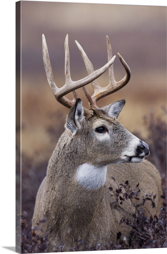 White-tailed deer buck print by Ken Archer