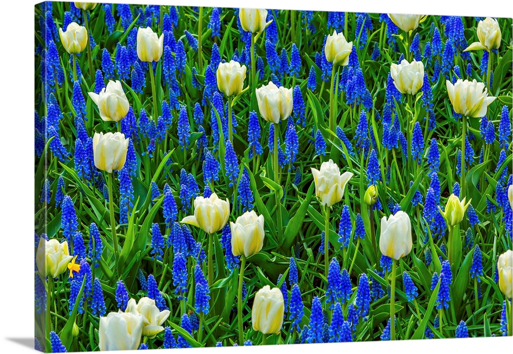 White Tulips Green Leaves Blue Grape Hyacinths Fields Keukenhoff Lisse Holland Netherlands. Called the Garden of Europe.