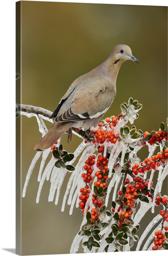 White-winged Dove (Zenaida asiatica), adult perched on icy branch of Yaupon Holly (Ilex vomitoria), Hill Country, Texas, USA