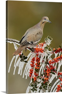 White-Winged Dove, Zenaida Asiatica image thumbnail