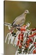 image thumbnail of White-winged Dove (Zenaida asiatica), adult perched on icy branch of Yaupon Holly (Ilex vomitoria), Hill Country, Texas, USA