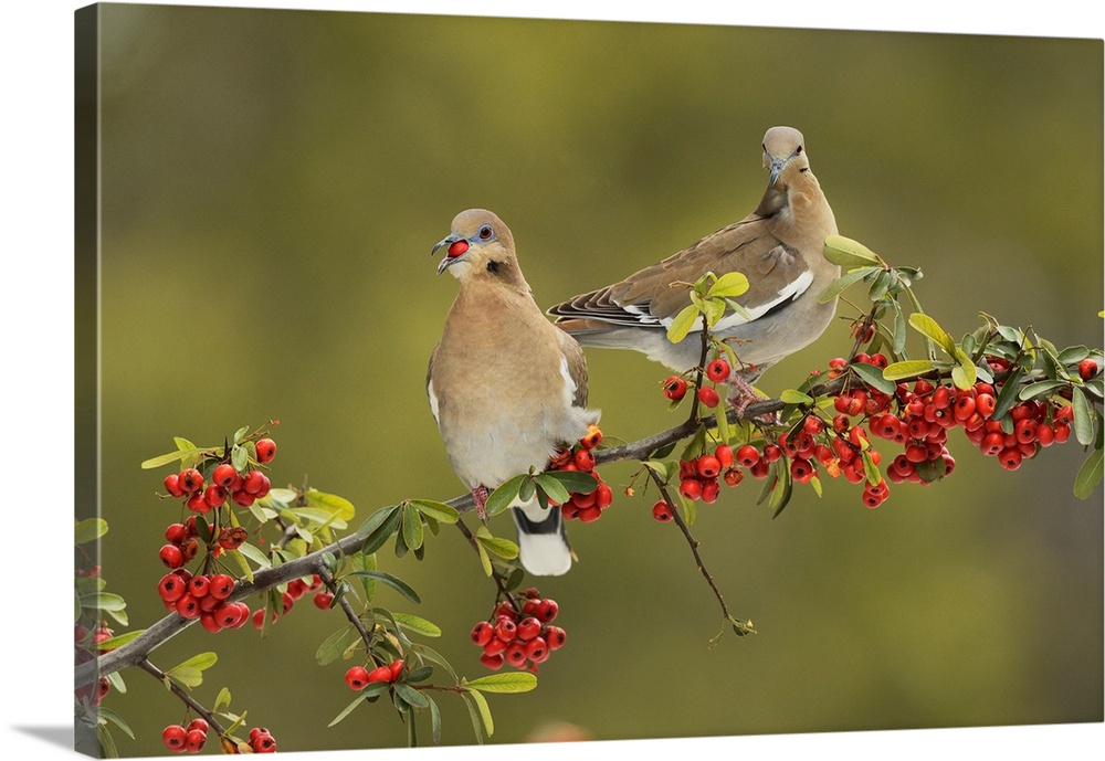 White-winged Dove (Zenaida asiatica), adults eating Firethorn (Pyracantha coccinea)  berries, Hill Country, Texas, USA