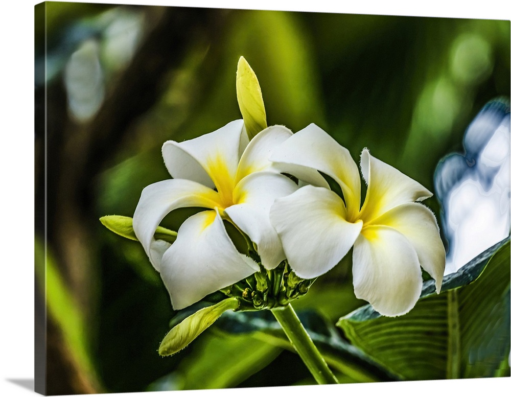 White yellow frangipani plumeria, Waikiki, Honolulu, Hawaii.