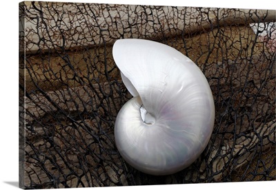 Whole Pearl Nautilus Shell