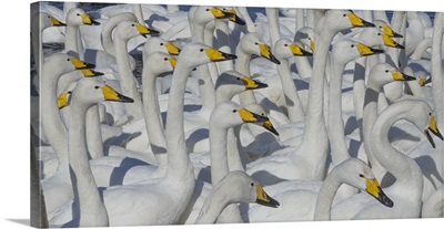 Whooper Swans, Hokkaido Island, Japan