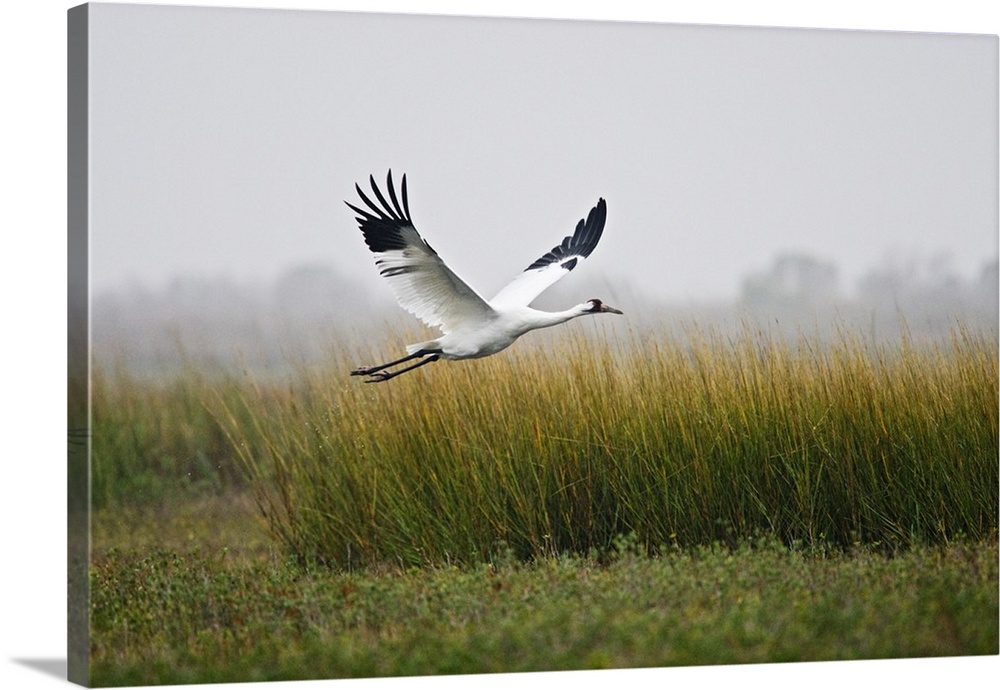 Whooping Crane (Grus americana) endangered species, flying over salt marsh at Aransas National Wildlife Refuge, Texas, USA...