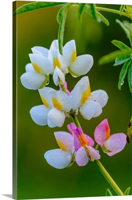 Wild flower. Bale Mountains National Park. Ethiopia.