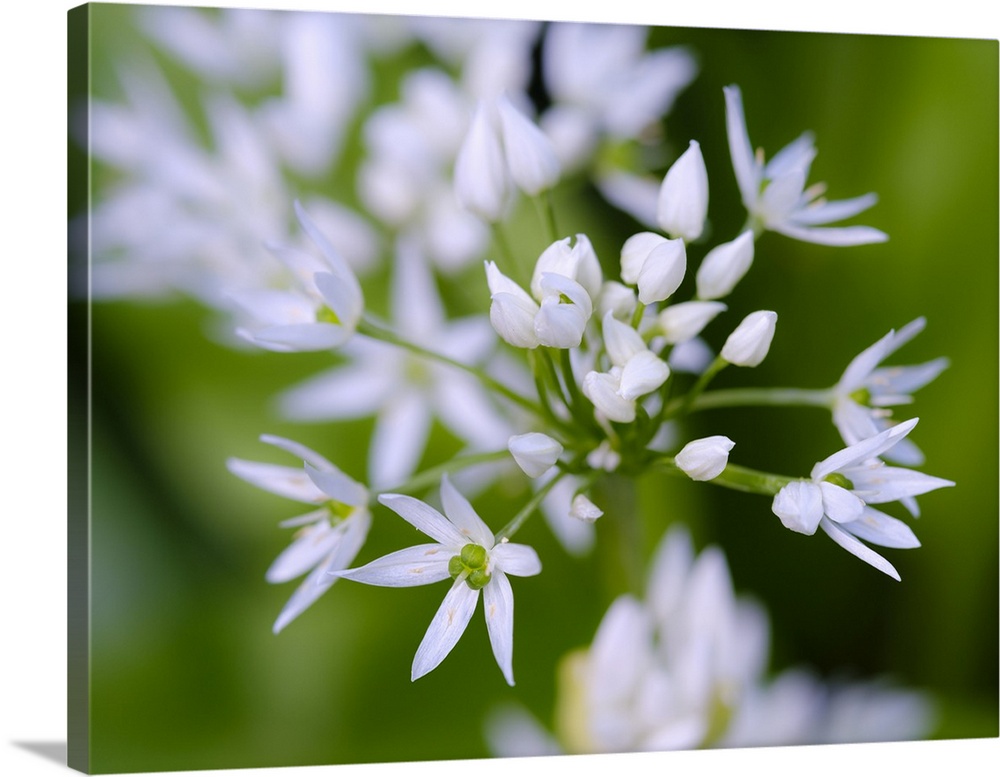 Wild garlic. Germany.