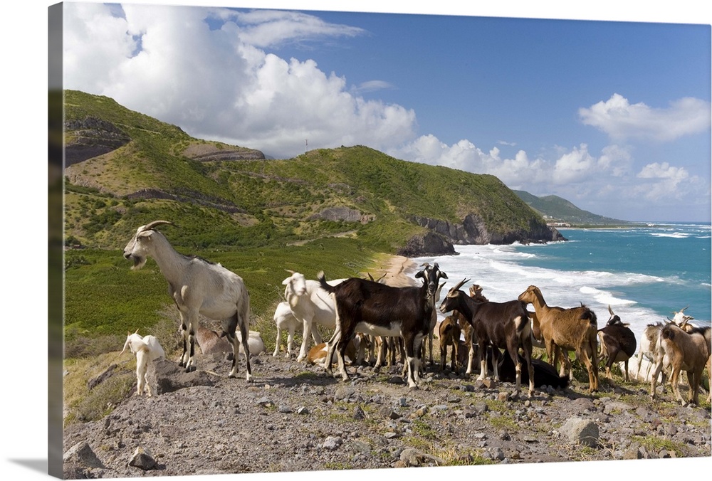 Wild goat herd overlooking Frigate Bay, southeast peninsula, St Kitts, Caribbean.