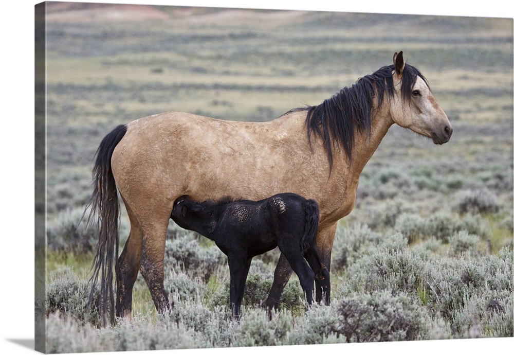 Wild horse (Equus caballos) foal nursing with mother, Wyoming prairie, June.