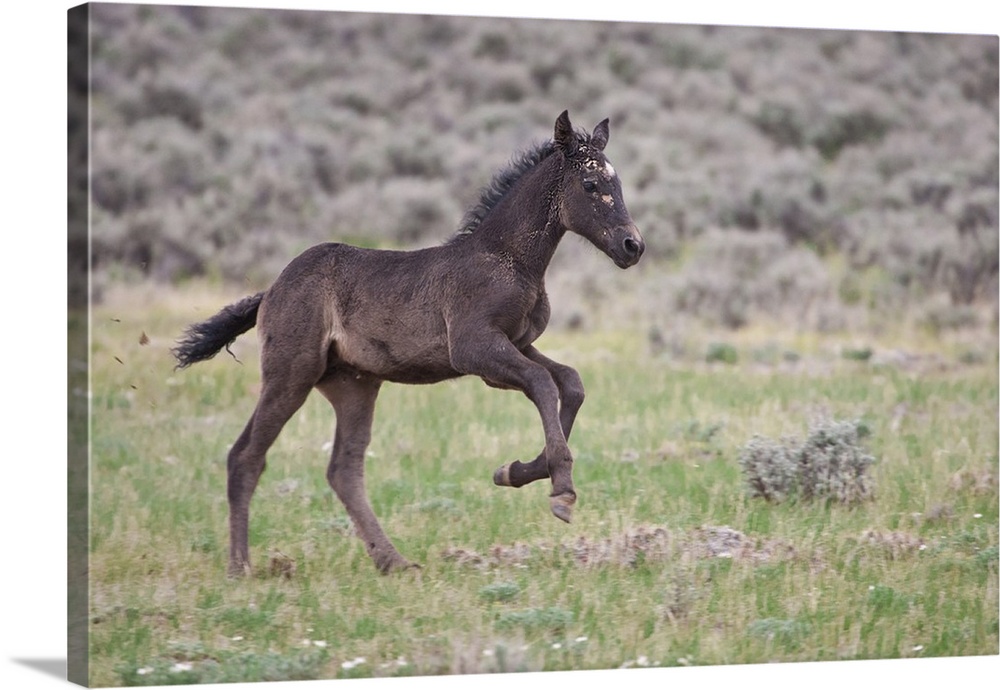 Wild Horse (Equus caballos) foal playing, Wyoming prairie, June.
