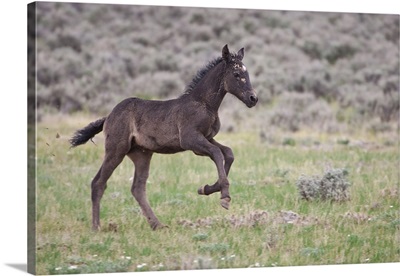 Wild Horse foal playing, Wyoming prairie