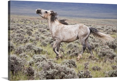 Wild Horse male scenting females, Wyoming