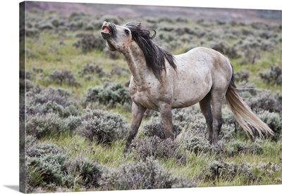 Wild Horse, male scenting females, Wyoming