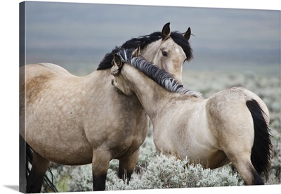 Wild horse mare greeting last year's colt, Wyoming