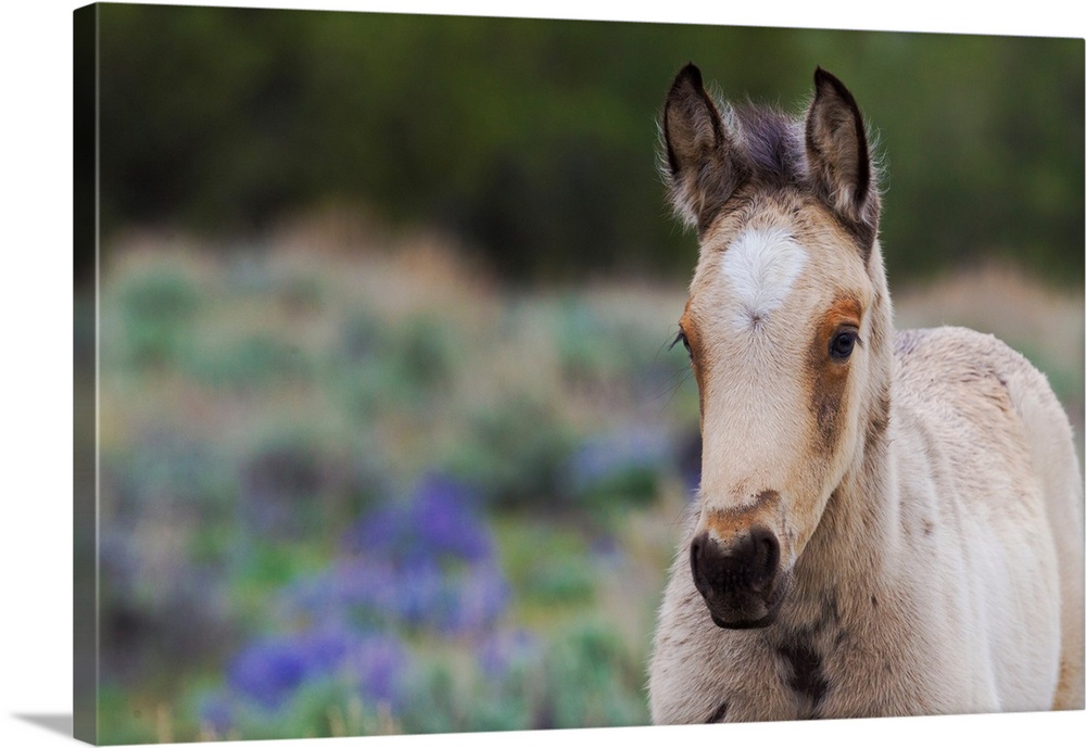 Wild Horse; young colt